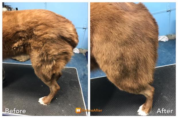 17553423_1132710350171363_4516372497108409526_n