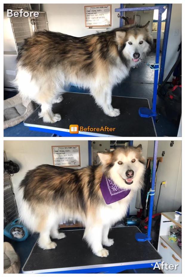 18557299_1173171859458545_7100669208315895436_n