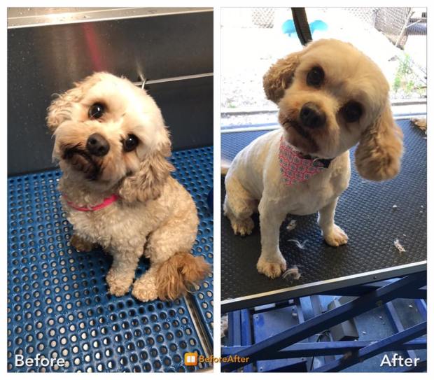 19748327_1220037254772005_7865130292102466362_n