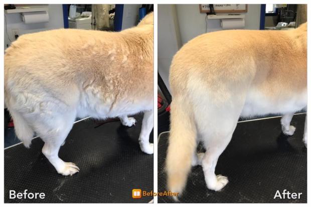 20374461_1238890619553335_2742759312912693693_n