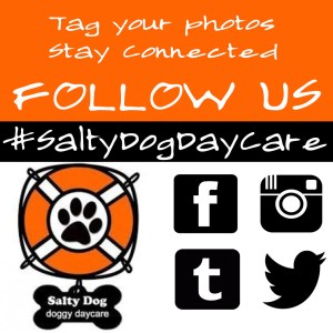 Salty Dog Daycare Tag