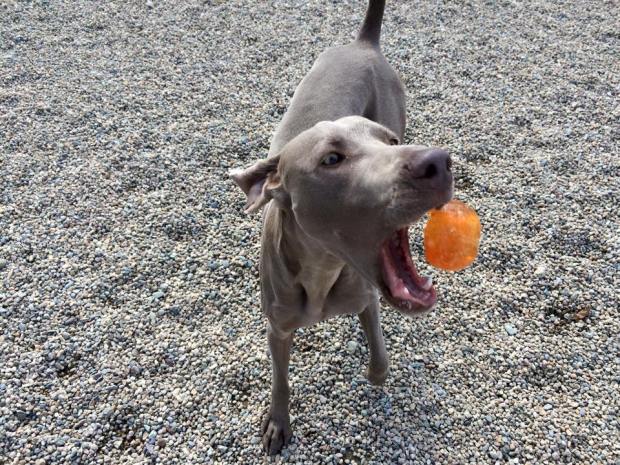 22112_698034803638922_8475788128140889998_n