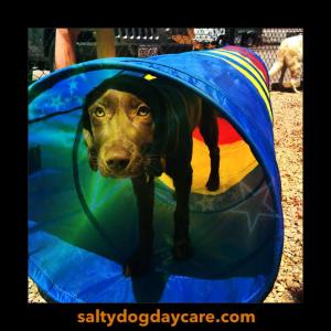 11209588_711201148988954_4749777329460576493_n