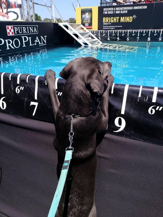 Cole waiting for the dock diving to start!