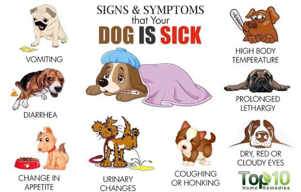 22688552_1313865045389225_7487241764981012416_n