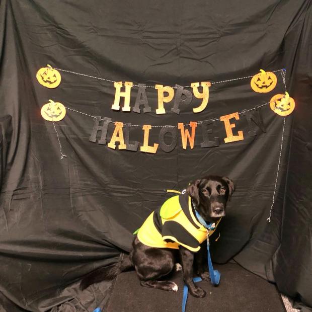 22852115_1319505374825192_7177049173173401699_n