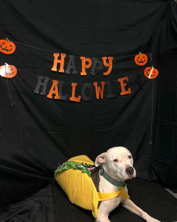 22894088_1319505654825164_5079069763983704961_n