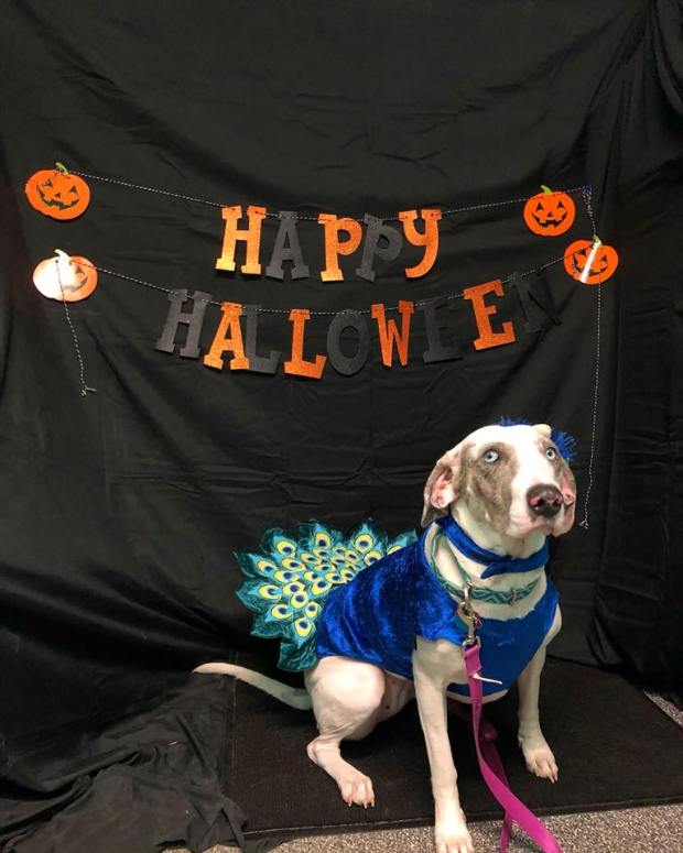 22894140_1319505574825172_2650753892370032864_n