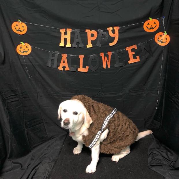 23032787_1319505228158540_1999034679917636429_n