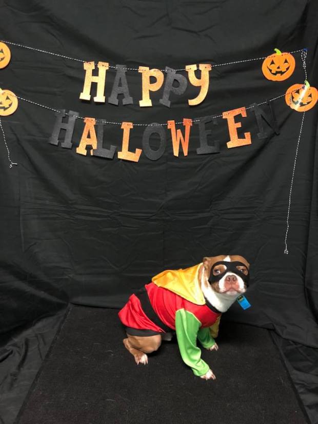 23130932_1319508728158190_4451894643350146555_n